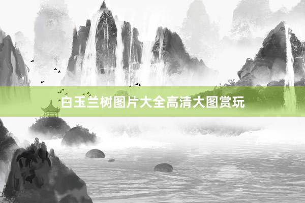 白玉兰树图片大全高清大图赏玩